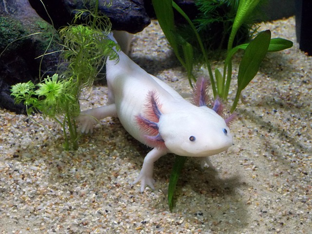 axolotl v akváriu