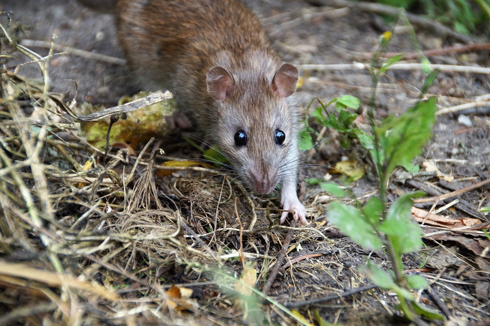 potkan v přírodě